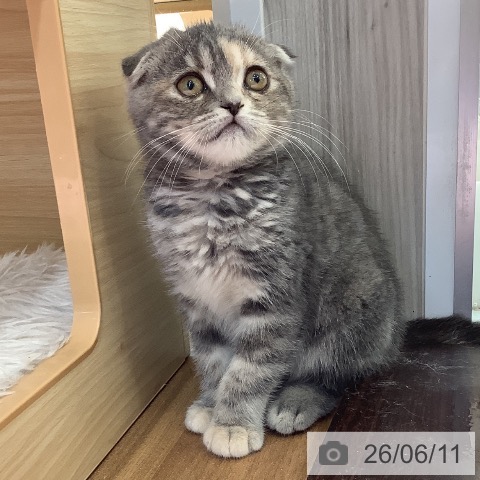 スコティッシュフォールドの写真