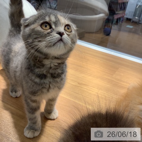 大阪府のスコティッシュフォールド (ペットプラス りんくう泉南店/2026年4月10日生まれ/女の子/ブルーパッチドタビー)の子猫の3枚目の画像