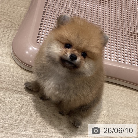 ポメラニアンの写真