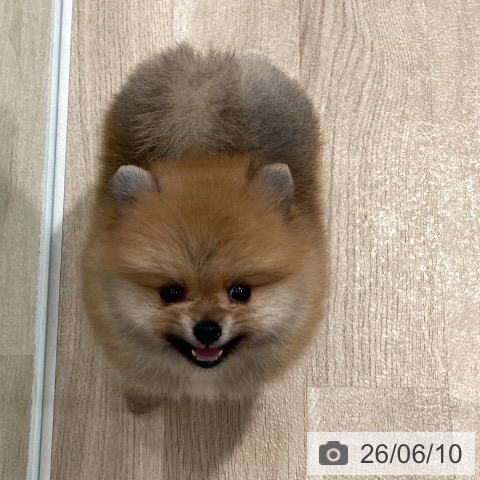 ポメラニアンの写真