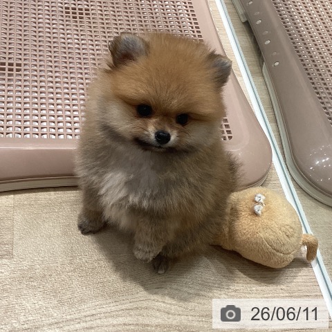 ポメラニアンの写真