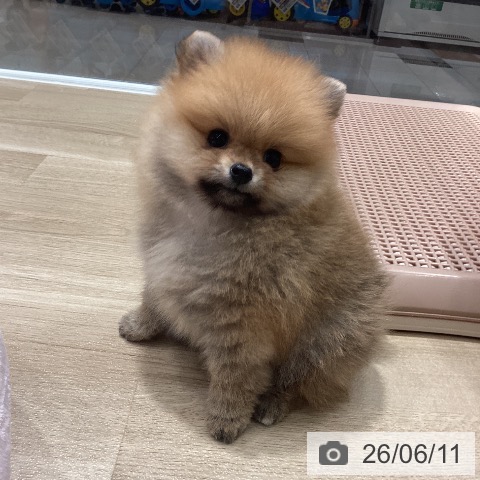 ポメラニアンの写真