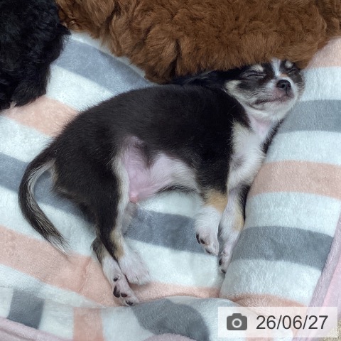 埼玉県のチワワ(ロング) (ペットプラス ピオニウォーク東松山店/2026年4月7日生まれ/男の子/ブラックタンホワイト)の子犬の4枚目の画像