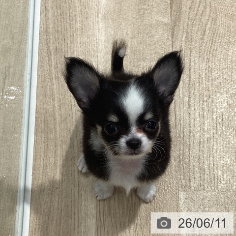 チワワの写真