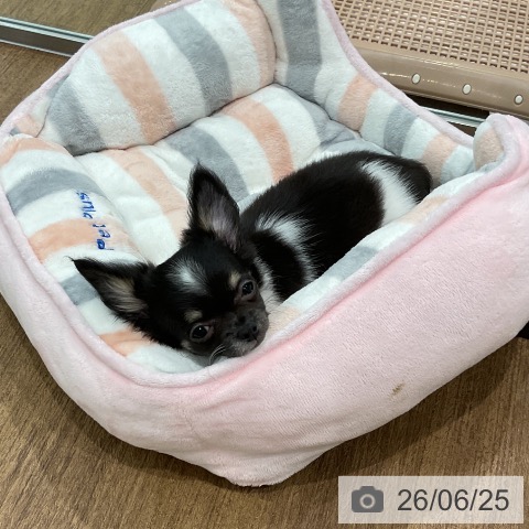 埼玉県のチワワ(ロング) (ペッツワン 吉川美南店/2026年4月7日生まれ/男の子/ブラックタンホワイト)の子犬の4枚目の画像