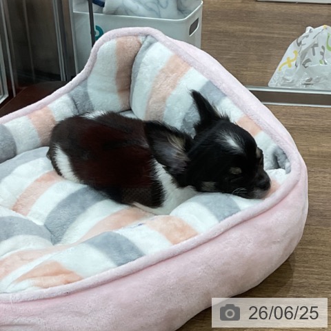 埼玉県のチワワ(ロング) (ペッツワン 吉川美南店/2026年4月7日生まれ/男の子/ブラックタンホワイト)の子犬の3枚目の画像