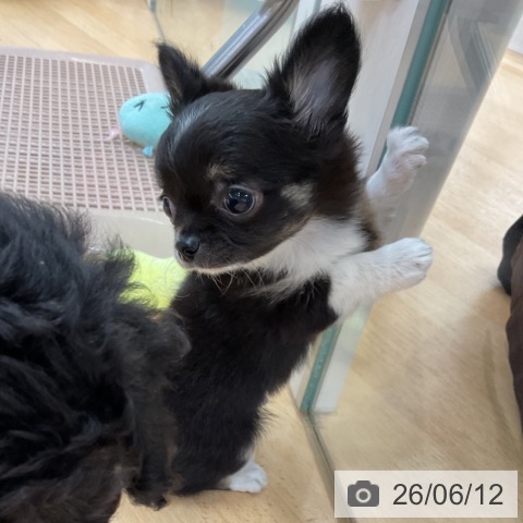 埼玉県のチワワ(ロング) (ペットプラス 浦和美園店/2026年4月7日生まれ/男の子/ブラックタンホワイト)の子犬の4枚目の画像