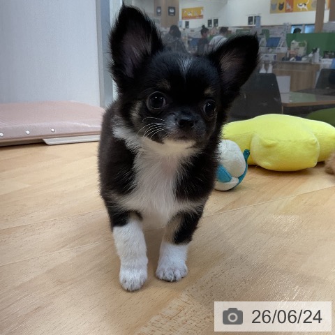埼玉県のチワワ(ロング) (ペットプラス 浦和美園店/2026年4月7日生まれ/男の子/ブラックタンホワイト)の子犬の4枚目の画像