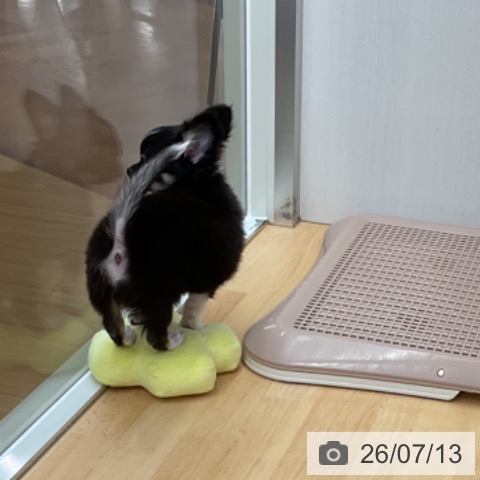 埼玉県のチワワ(ロング) (ペットプラス 浦和美園店/2026年4月7日生まれ/男の子/ブラックタンホワイト)の子犬の4枚目の画像