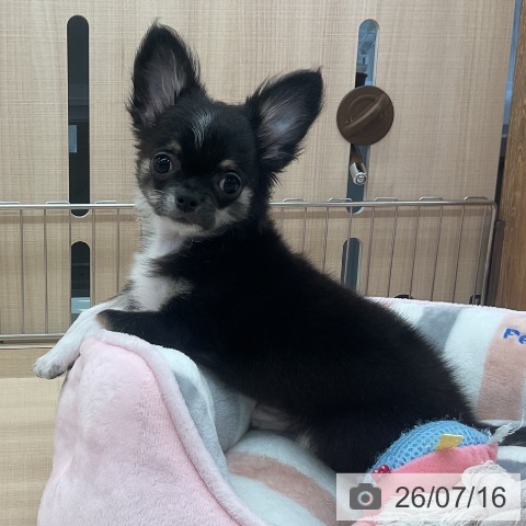 埼玉県のチワワ(ロング) (ペッツワン 浦和美園店/2026年4月7日生まれ/男の子/ブラックタンホワイト)の子犬の4枚目の画像
