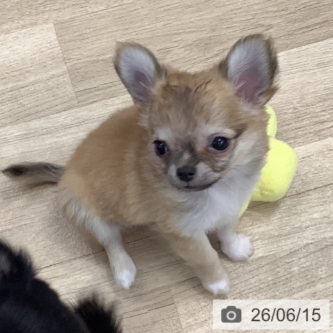 東京都のチワワ(ロング) (ペットプラス 日の出店/2026年4月9日生まれ/男の子/セーブルホワイト)の子犬の4枚目の画像