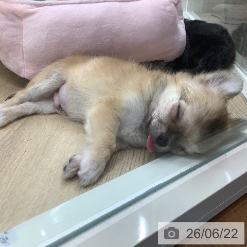 東京都のチワワ(ロング) (ペットプラス 日の出店/2026年4月9日生まれ/男の子/セーブルホワイト)の子犬の3枚目の画像
