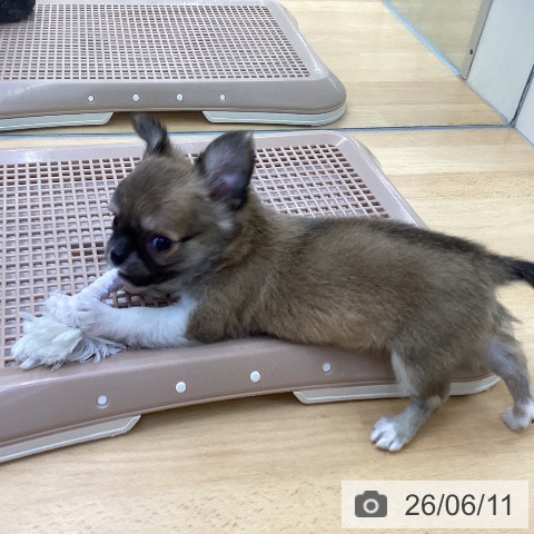 チワワの写真