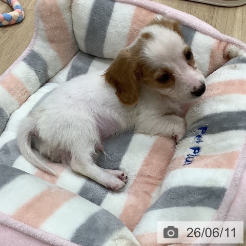 ミニチュア・ダックスフンドの写真