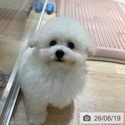 大阪府のトイプードル(トイ) (ペットプラス イオン大日店/2026年4月13日生まれ/男の子/クリーム)の子犬の4枚目の画像