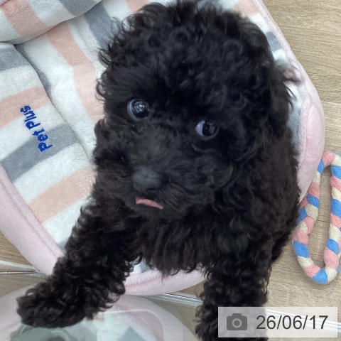 大阪府のトイプードル(トイ) (ペットプラス りんくう泉南店/2026年4月15日生まれ/男の子/ブラック)の子犬の3枚目の画像