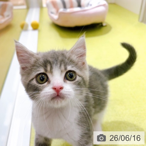ブリティッシュショートヘアの写真