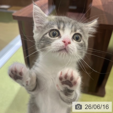 ブリティッシュショートヘアの写真