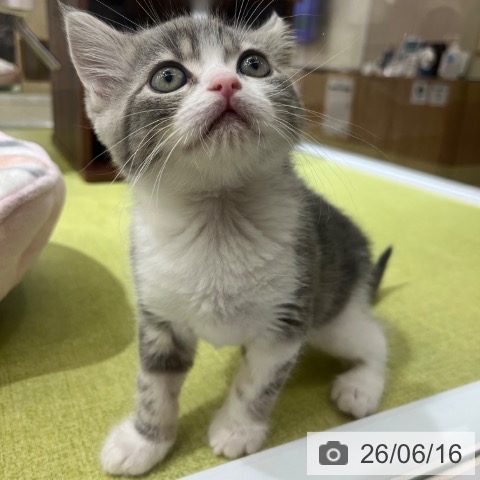 京都府のブリティッシュショートヘアー (ペットプラス 京都桂川店/2026年4月13日生まれ/男の子/ブルータビーホワイト)の子猫の4枚目の画像