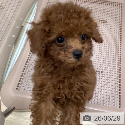 大阪府のトイプードル(トイ) (ペットプラス 鶴見店/2026年4月14日生まれ/男の子/レッド)の子犬の4枚目の画像