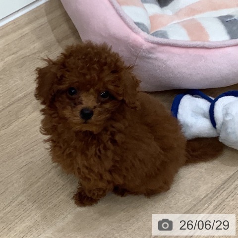 大阪府のトイプードル(トイ) (ペットプラス 鶴見店/2026年4月14日生まれ/男の子/レッド)の子犬の3枚目の画像
