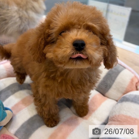 大阪府のトイプードル(トイ) (ペットプラス 堺北花田店/2026年4月14日生まれ/男の子/レッド)の子犬の4枚目の画像