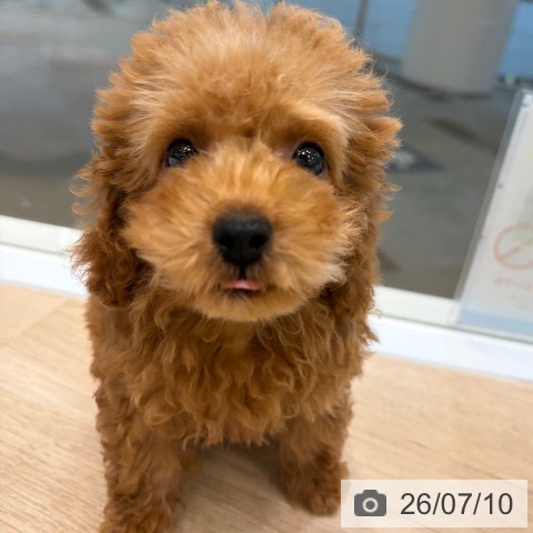大阪府のトイプードル(トイ) (ペットプラス 堺北花田店/2026年4月14日生まれ/男の子/レッド)の子犬の4枚目の画像