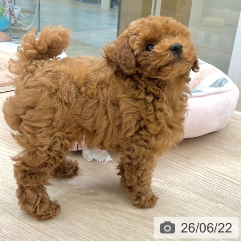 大阪府のトイプードル(トイ) (ペットプラス ららぽーと和泉店/2026年4月10日生まれ/男の子/レッドフォーン)の子犬の4枚目の画像