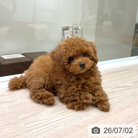 大阪府のトイプードル(トイ) (ペットプラス ららぽーと和泉店/2026年4月10日生まれ/男の子/レッドフォーン)の子犬の4枚目の画像