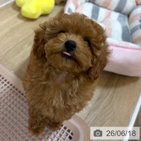 京都府のトイプードル(トイ) (ペットプラス イオンモールKYOTO店/2026年4月10日生まれ/男の子/レッドフォーン)の子犬の4枚目の画像