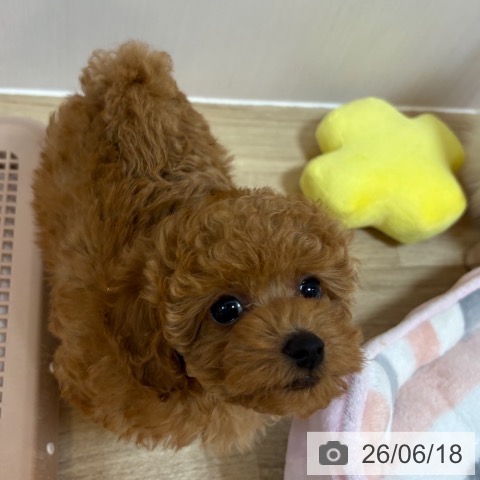 京都府のトイプードル(トイ) (ペットプラス イオンモールKYOTO店/2026年4月10日生まれ/男の子/レッドフォーン)の子犬の3枚目の画像