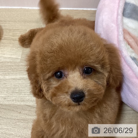 京都府のトイプードル(トイ) (ペットプラス イオンモールKYOTO店/2026年4月10日生まれ/男の子/レッドフォーン)の子犬の4枚目の画像