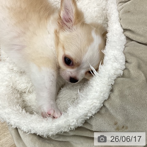 チワワの写真