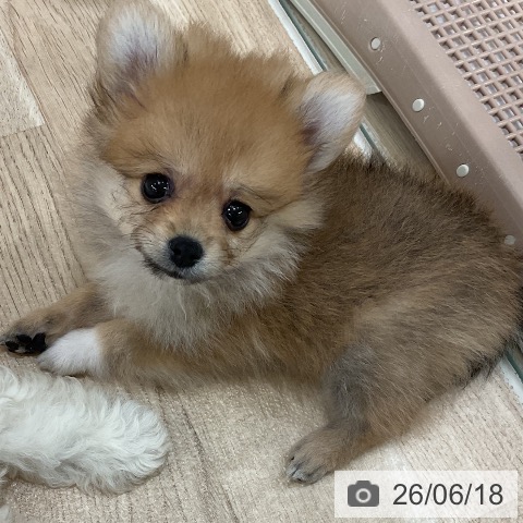 ポメラニアンの写真