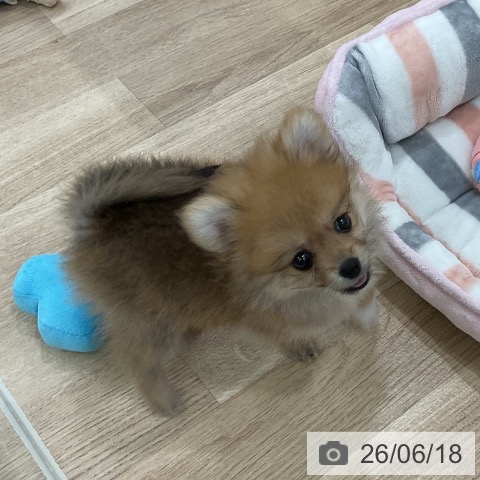 ポメラニアンの写真