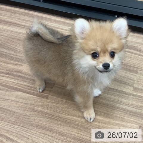 茨城県のポメラニアン (ペッツワン 古河店/2026年4月7日生まれ/女の子/オレンジセーブル)の子犬の4枚目の画像