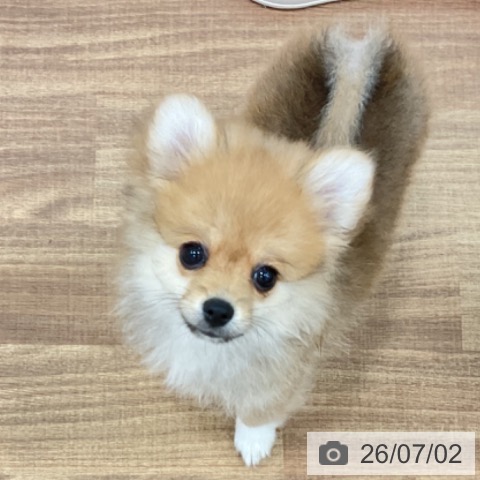 茨城県のポメラニアン (ペッツワン 古河店/2026年4月7日生まれ/女の子/オレンジセーブル)の子犬の3枚目の画像