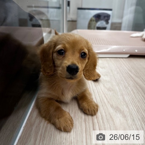 カニーンヘン・ダックスフンドの写真