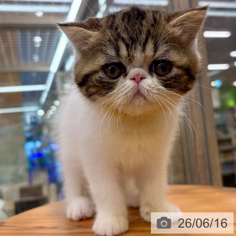 大阪府のエキゾチック (ペットプラス イオン大日店/2026年4月12日生まれ/男の子/ブラウンタビーホワイト)の子猫の4枚目の画像