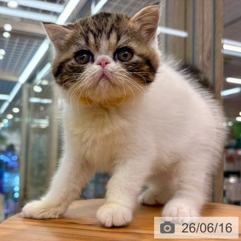 大阪府のエキゾチック (ペットプラス イオン大日店/2026年4月12日生まれ/男の子/ブラウンタビーホワイト)の子猫の3枚目の画像