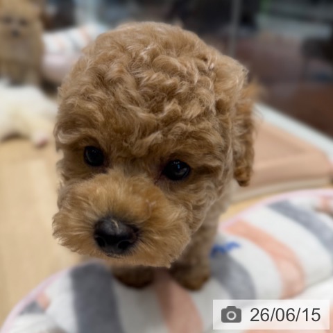 トイ・プードルの写真