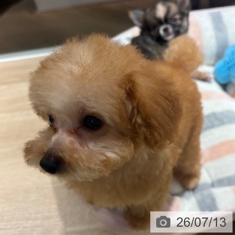 兵庫県のトイプードル(トイ) (ペットプラス 神戸三宮店/2026年4月14日生まれ/男の子/レッドフォーン)の子犬の3枚目の画像
