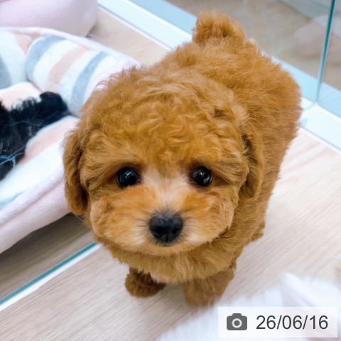 トイ・プードルの写真