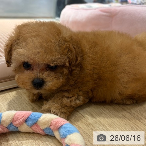大阪府のトイプードル(トイ) (ペットプラス イオン大日店/2026年4月14日生まれ/女の子/レッドフォーン)の子犬の3枚目の画像