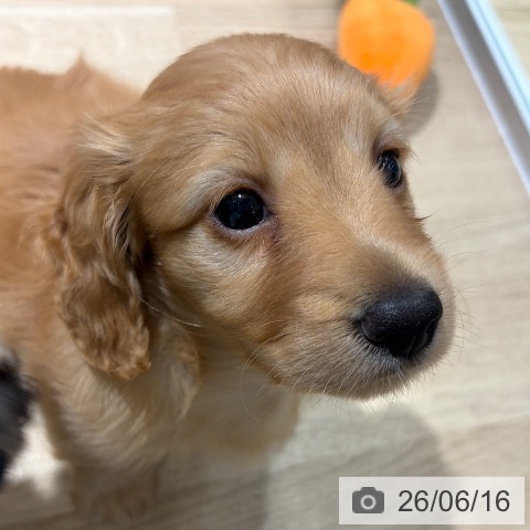 大阪府のミニチュアダックスフンド(ロング) (ペットプラス イオン大日店/2026年4月15日生まれ/女の子/ゴールド)の子犬の3枚目の画像