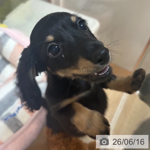 ミニチュア・ダックスフンドの写真