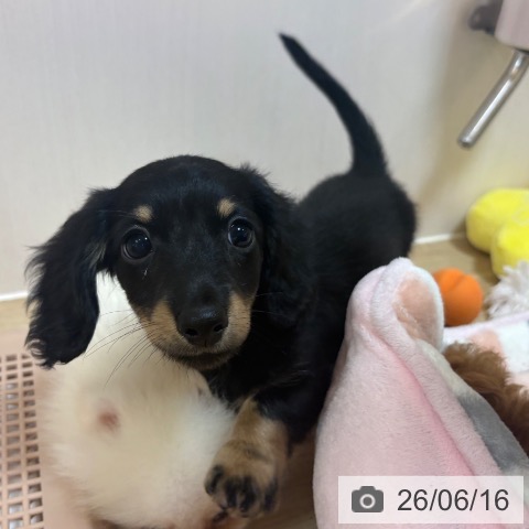 ミニチュア・ダックスフンドの写真