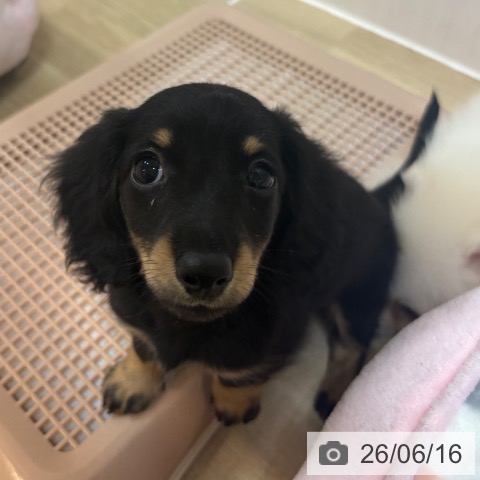 ミニチュア・ダックスフンドの写真