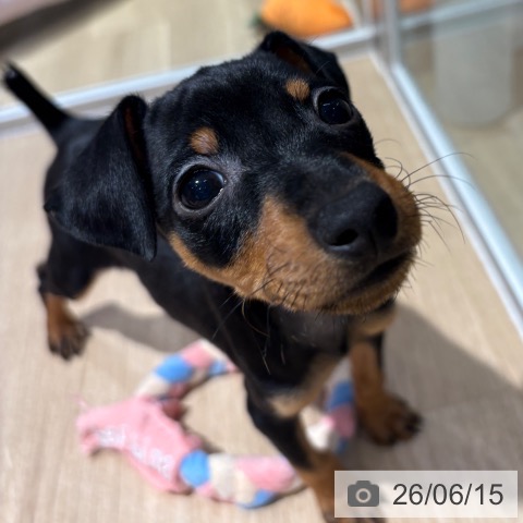 ミニチュア・ピンシャーの写真