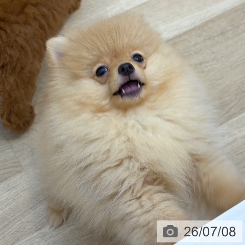 京都府のポメラニアン (ペットプラス 久御山店/2026年4月14日生まれ/男の子/クリーム)の子犬の4枚目の画像